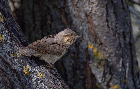 Eurasian Wryneck  - in spring at the garden