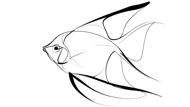 Elegant angelfish line art illustration white background.