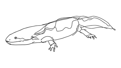 Naklejka premium Line drawing of a salamander on white background.