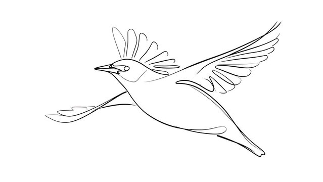 Flying bird sketch illustration white background.