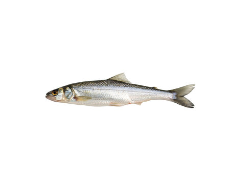 Slender silver fish with shimmering scales isolated on black background for culinary use art