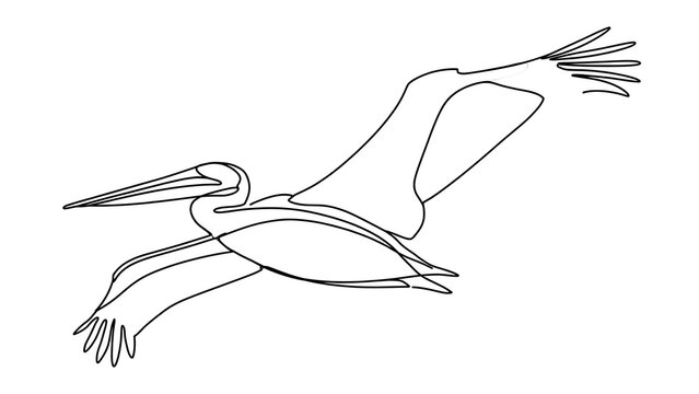 Pelican in flight illustration white background.