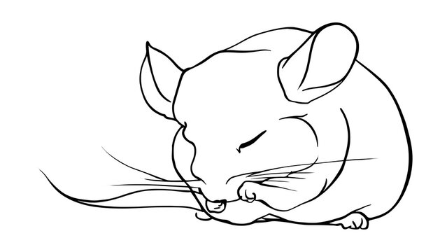 Sleeping mouse illustration on white background.