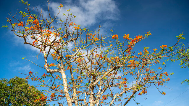 A majestic flamboyant tree covered in vivid orange-red flowers spreads its bare branches against a bright blue sky in Vietnam. Spectacular tropical bloom in season.