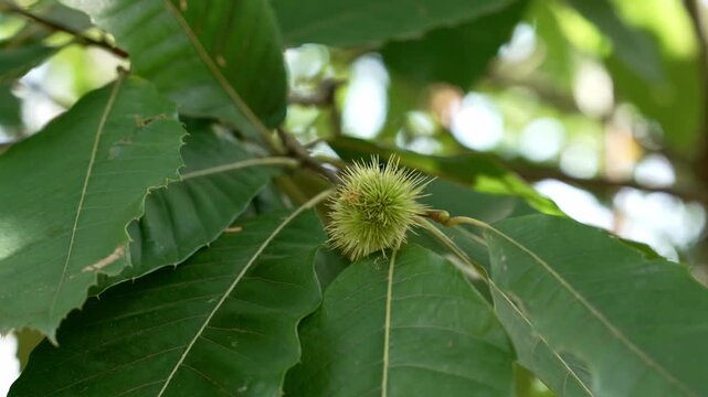 Spiky green sweet chestnut (Castanea sativa) burr developing on a tree branch among large serrated leaves. Concept of wildlife ecosystem