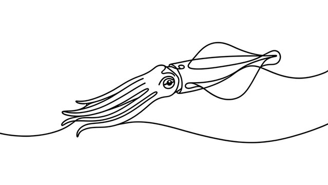 Squid illustration line art white background.