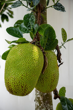 Two large jackfruits hanging directly from the trunk of a tree, their bumpy green skin glistening after rain. Glossy dark leaves frame the heavy fruit against a white wall.
