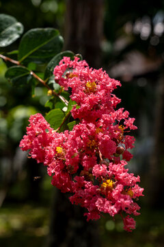 A dense, vibrant cluster of hot-pink crepe myrtle flowers with bright yellow stamens in full bloom, backlit by sunlight. A bee is visible in mid-flight to the lower left.