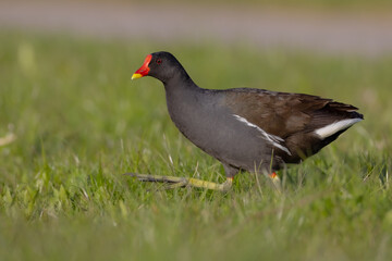 Fototapeta premium The common moorhen - adult bird in spring