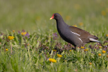 Obraz premium The common moorhen - adult bird in spring