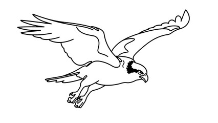 Fototapeta premium Eagle in flight illustration white background.