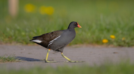 Fototapeta premium The common moorhen - adult bird in spring