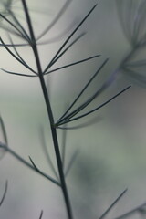 Delicate green plant stem with slender leaves reaching upwards. The soft focus background creates a dreamy, ethereal atmosphere. © Mateusz