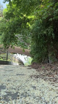 Ivy covered pedestrian underpass above a shaded path scattered with fallen blossoms, vertical video