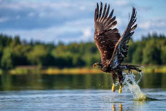 A majestic juvenile bald eagle (Haliaeetus leucocephalus) hunting and flying low over the water surface with water splashes.