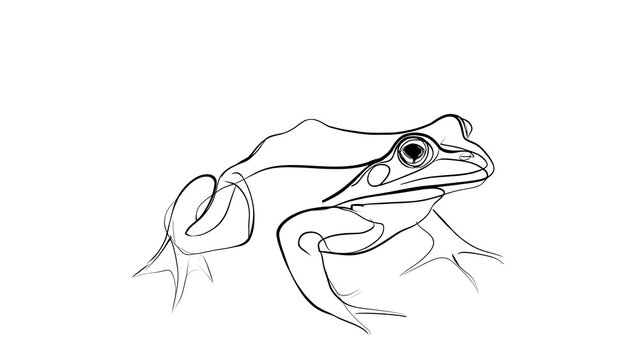 Detailed frog sketch on white background.