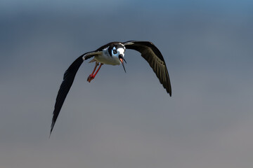 Obraz premium Pied Avocet (Recurvirostra avosetta) in Klamath Basin National Wildlife Refuge