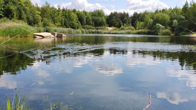 Static shot of a scenic quarry lake with wild ducks swimming near a pine forest shore