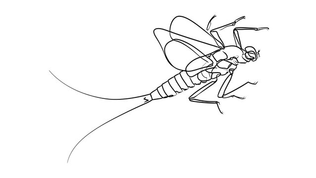 Mayfly illustration on white background.