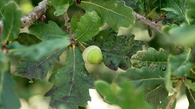 Close-up of a green acorn on an oak tree branch with textured damaged leaves. Quercus robur