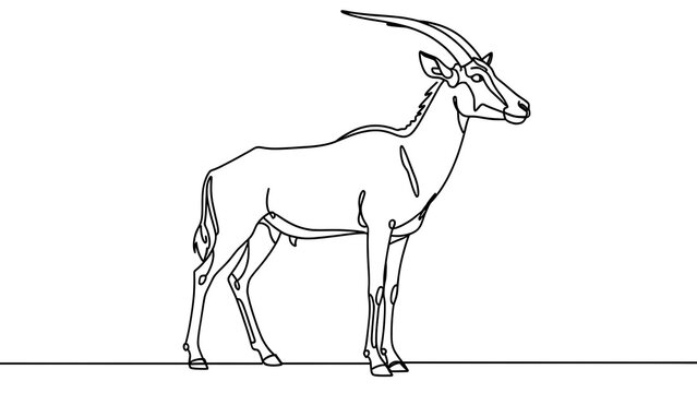 Oryx antelope line drawing white background.