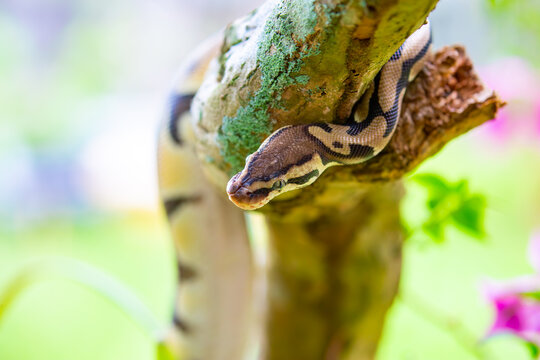 A python lies on the ground and on rocks in the wild.Close-up of a boa constrictor on a tree. Snake skin. Reptile.