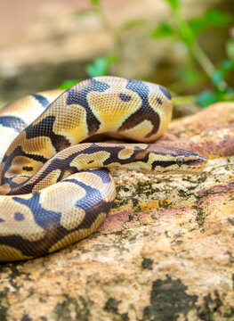 A python lies on the ground and on rocks in the wild. A close-up of a boa constrictor on a rock. Snake skin. Reptile.