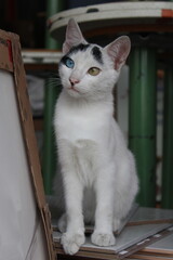 Cats © Joo