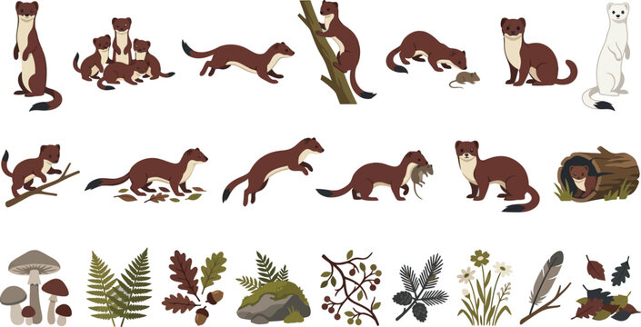 Collection of stoat and weasel vector illustrations with forest elements in a clean flat graphic design