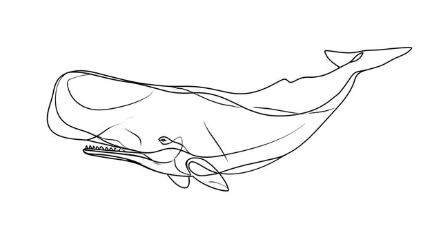 Minimalist whale line drawing white background.