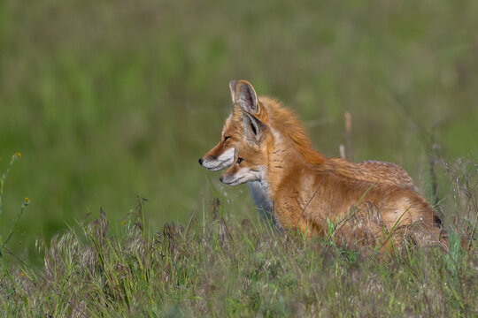 Young American Red Fox and Mother (Vulpes vulpes fulva) in the Palouse