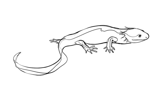 Hand drawn lizard sketch on white background.
