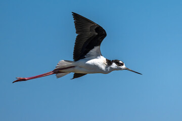 Obraz premium Pied Avocet (Recurvirostra avosetta) in Klamath Basin National Wildlife Refuge