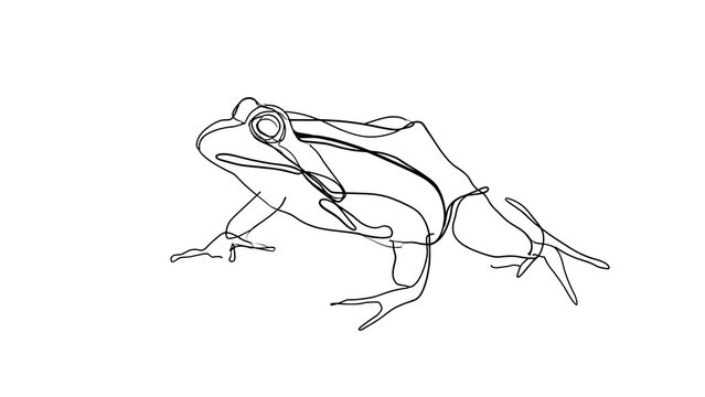 Line art frog illustration on white background.