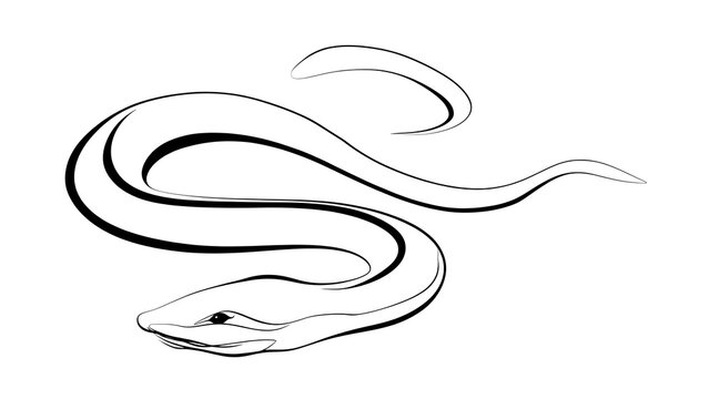 Elegant snake line art illustration white background.