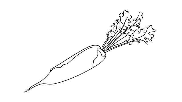 Hand drawn carrot illustration on white background.