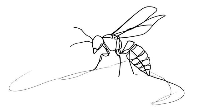 Hand drawn wasp illustration on white background.