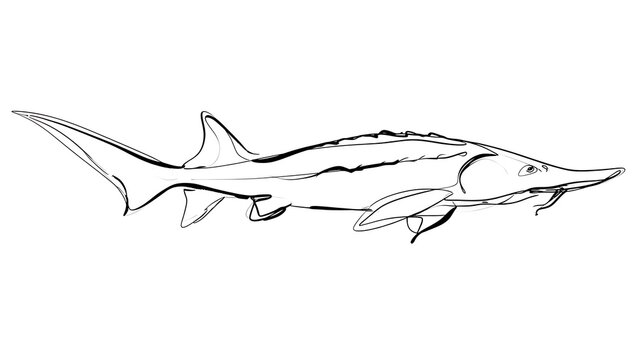 Sawfish line drawing on white background.