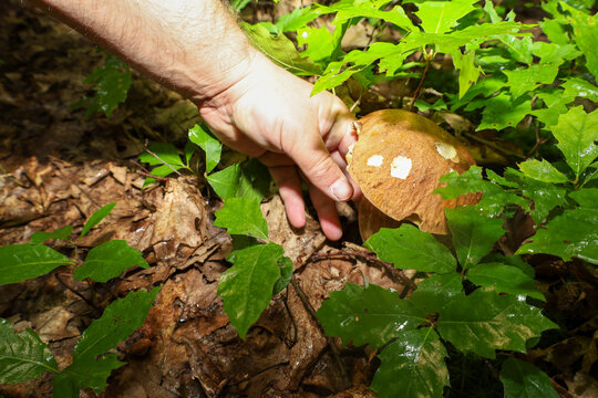 A mushroom picker's hand gently touches a large king bolete growing among fallen leaves and green oak foliage in the forest. Soft sunlight highlights the texture of the cap, creating an atmosphere of 