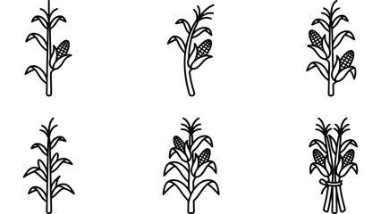 Fototapeta premium Corn stalk icons set. Linear maize plants for autumn harvest design elements.
