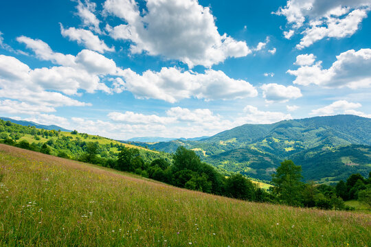 green field on a sunny day. carpathian mountain landscape in summer. lush pasture on the hill. beautiful countryside of ukraine