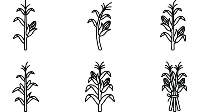 Corn stalk icons set. Linear maize plants for autumn harvest design elements.