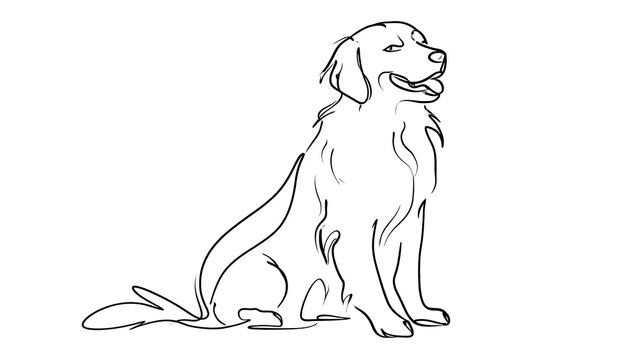 Golden retriever line drawing white background.