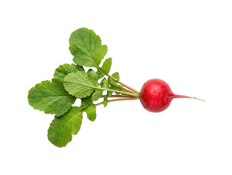fresh radish png organic radish cutout red radish png garden radish cutout crunchy radish png healthy radish cutout vibrant radish png ripe isolated transparent background image