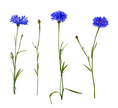 Four blue cornflower stems with green leaves isolated on transparent background