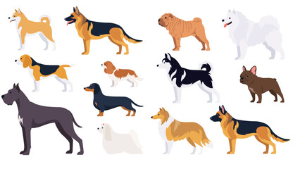 Fototapeta premium Dog breeds flat vector illustration set, classic domestic purebred pets collection with German Shepherd, Husky, Great Dane, and Beagle isolated on white background