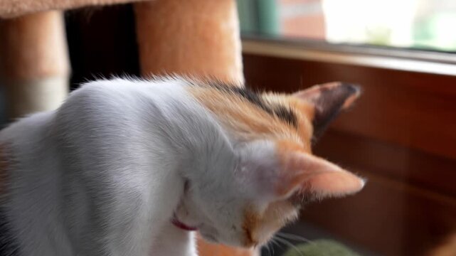 Little calico kitten grooming soft fur through careful licking while resting indoors beside a window