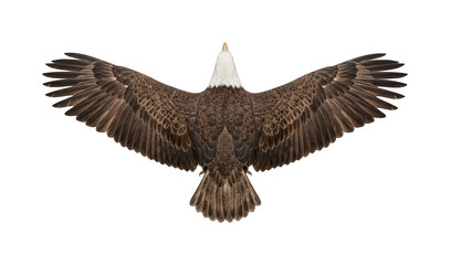 Obraz premium majestic bald eagle png powerful bald eagle cutout soaring eagle png