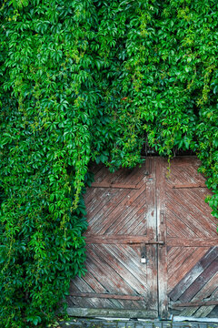 Rustic gate covered with greenery