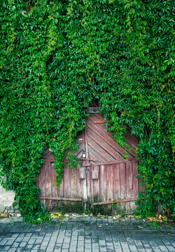 Rustic gate covered with greenery